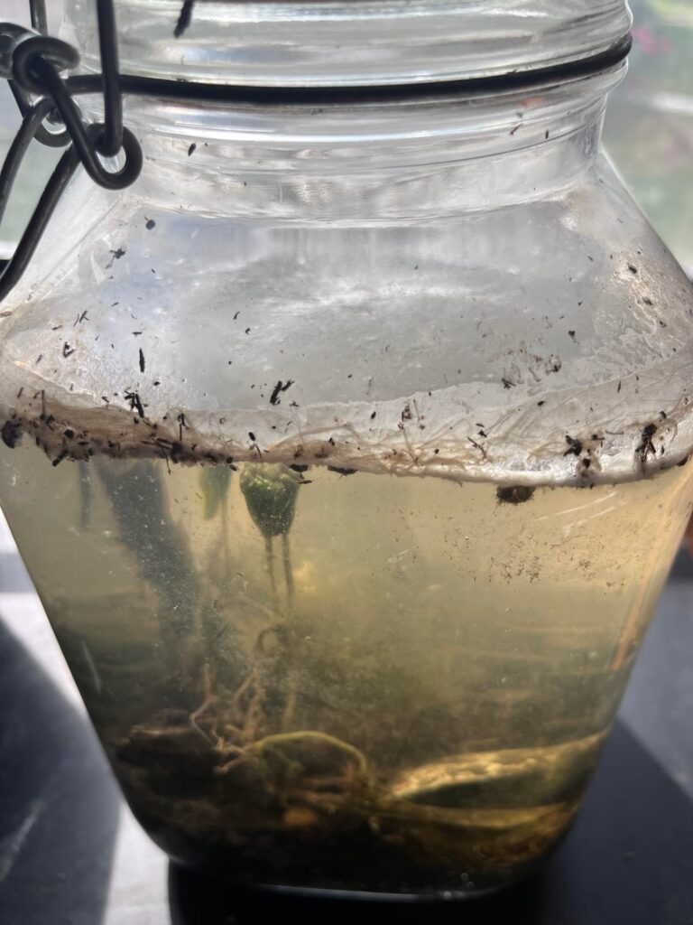 Failed sealed jar with water from a local pond. I’m thinking of restarting but is it safe to open this? Concerning white film on top.