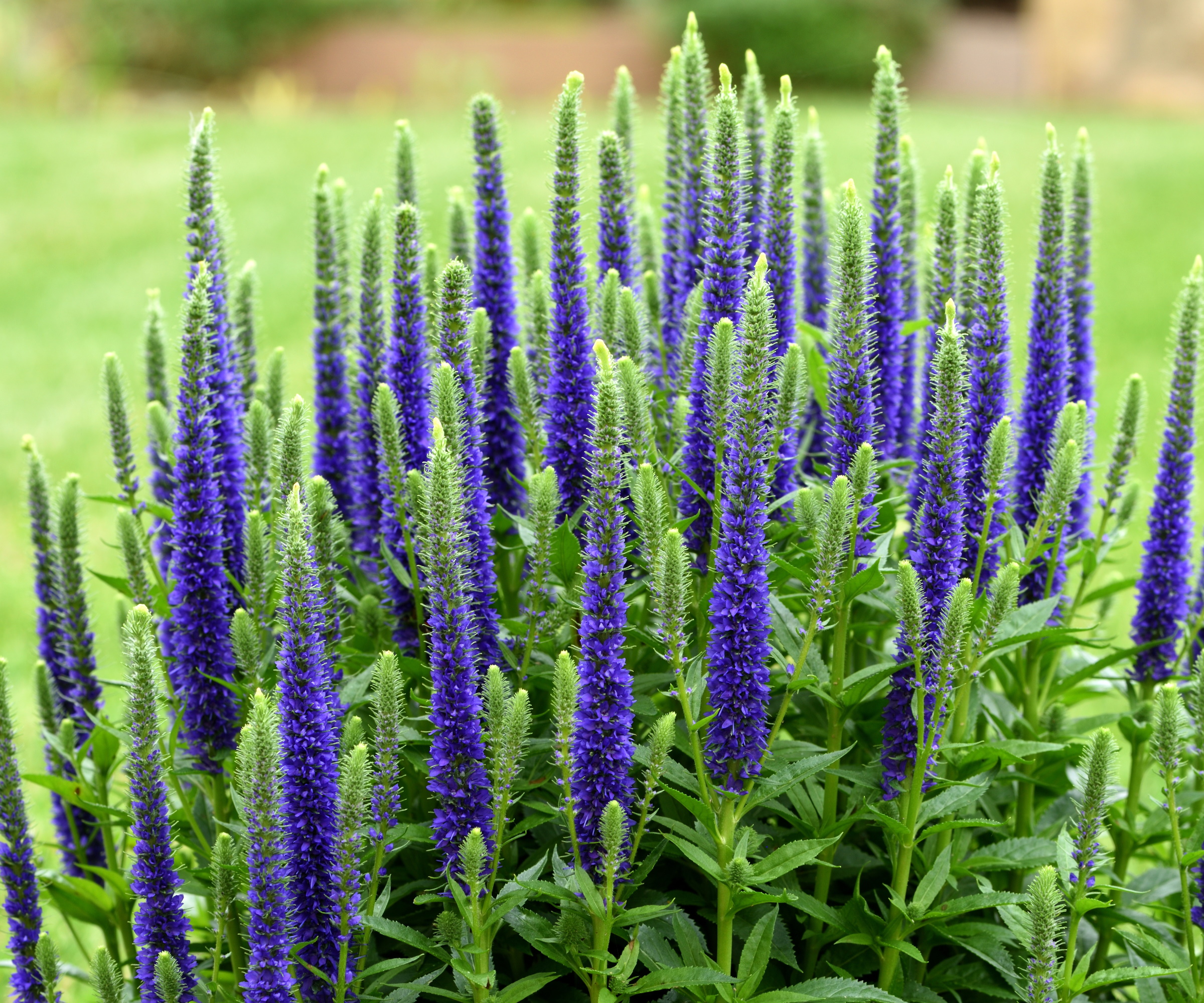 Purple veronica