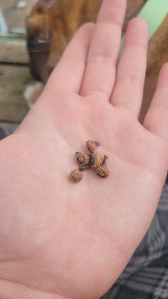 Why is my oak tree making only small acorns?