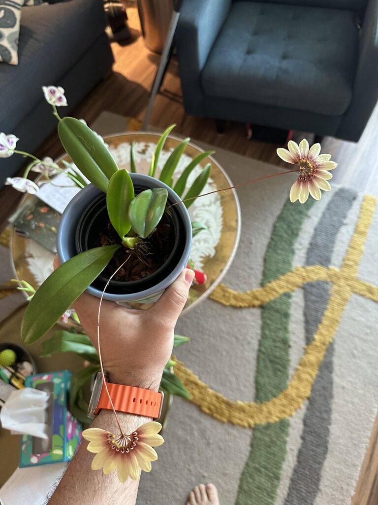 Just an Orchid brag!
