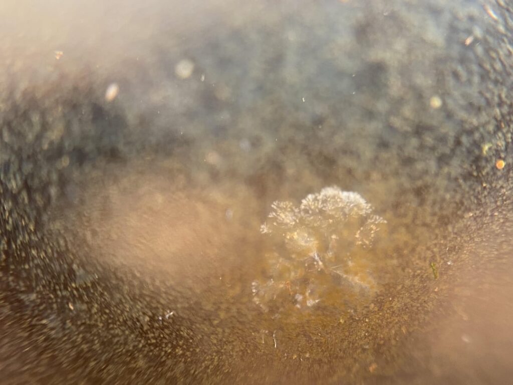 Identification? Terrible pic, it’s tiny