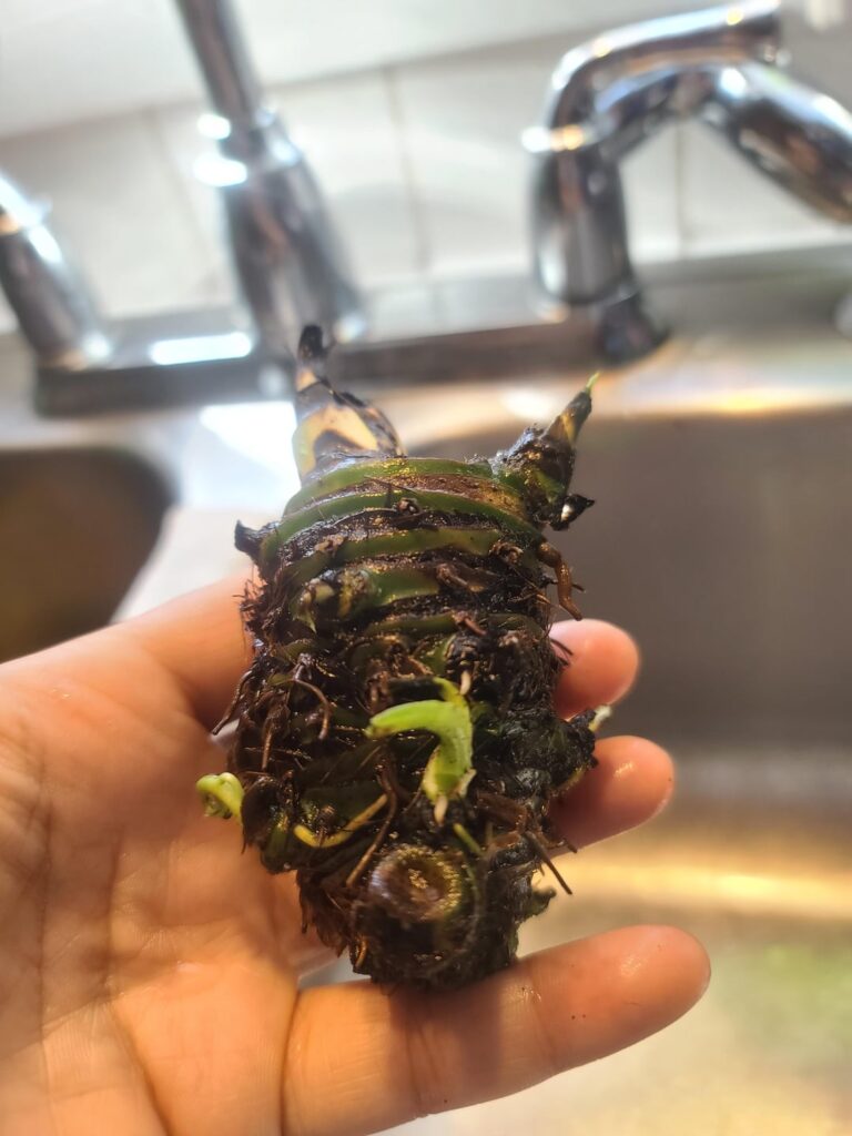 Water or soil?