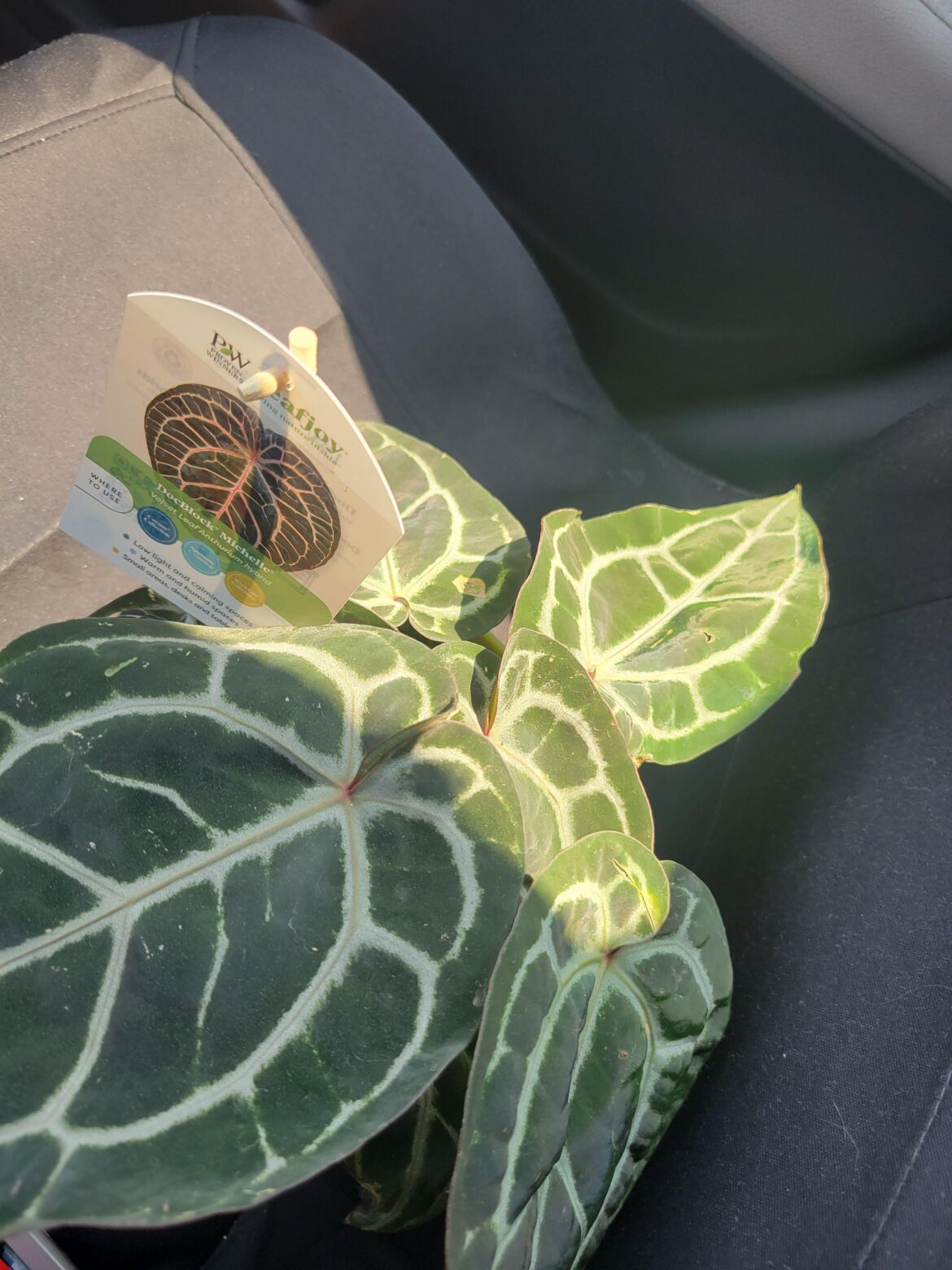 Ummm WHAT! Doc Block Anthurium at Home Depot