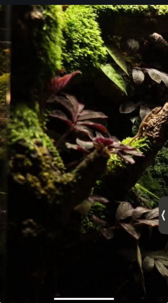 What kind of moss are they using on the wood and background? And how are they making them stick to it?