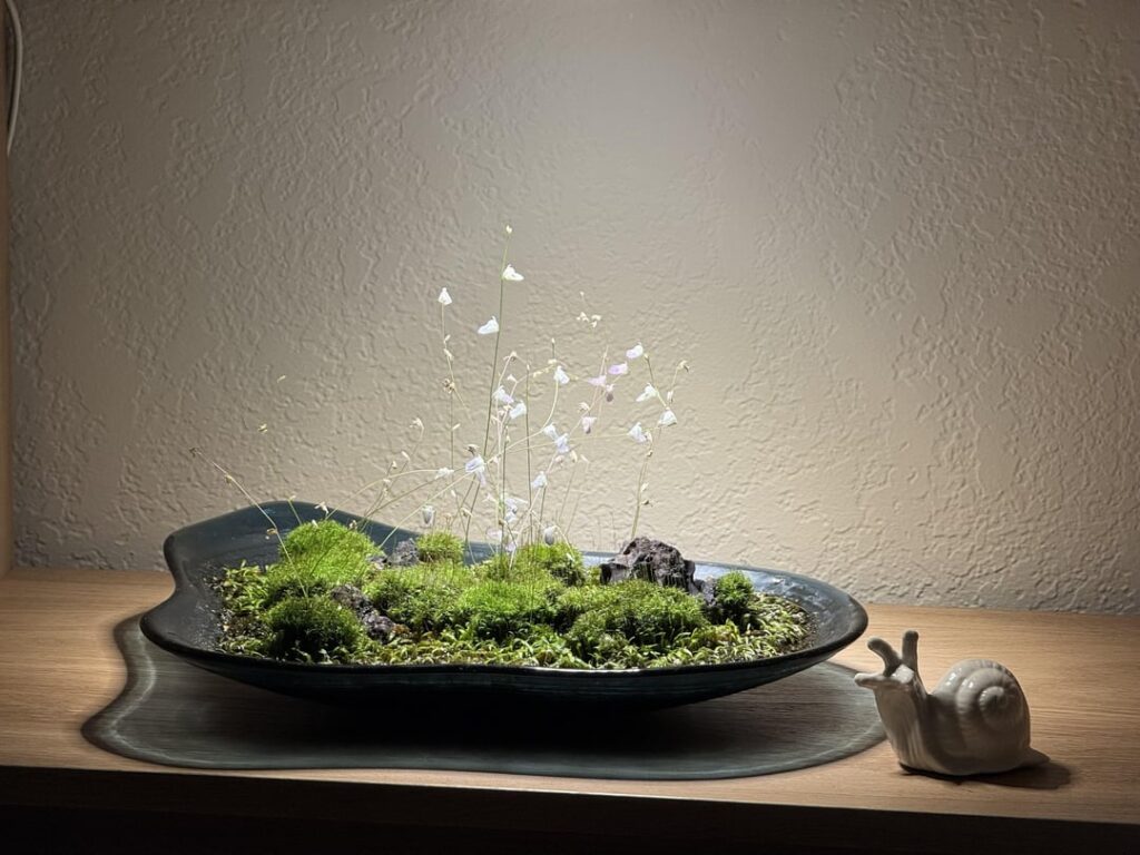 Do I need to worry about the moss overtaking the Utricularia?
