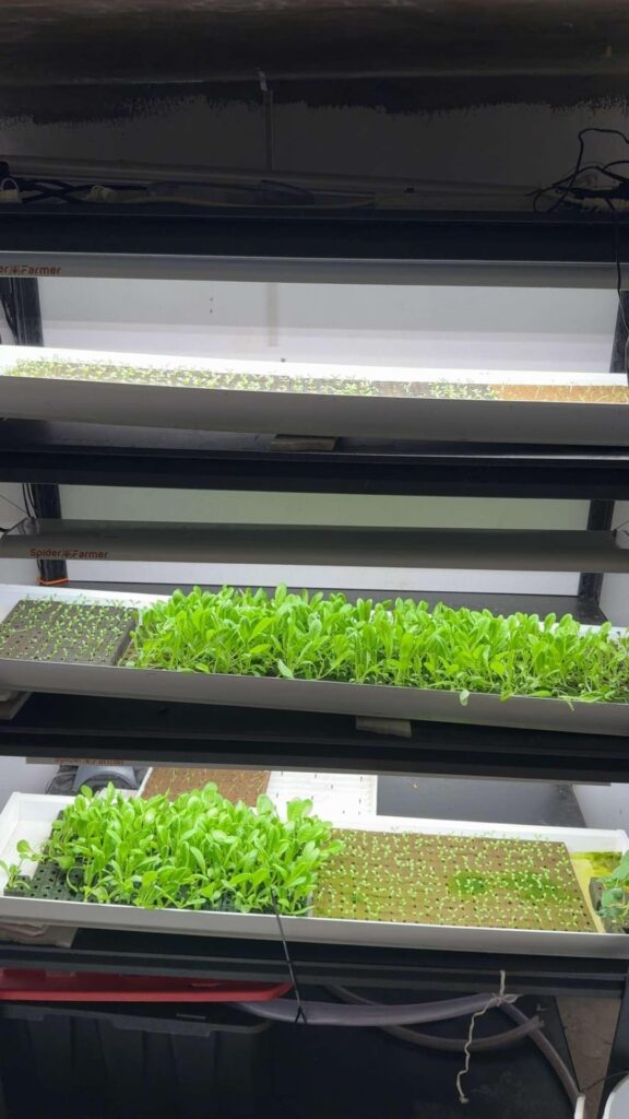 Seedling Production