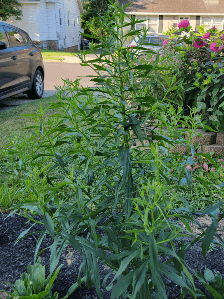 Anybody else get out of season blooms from plug planted in the spring?