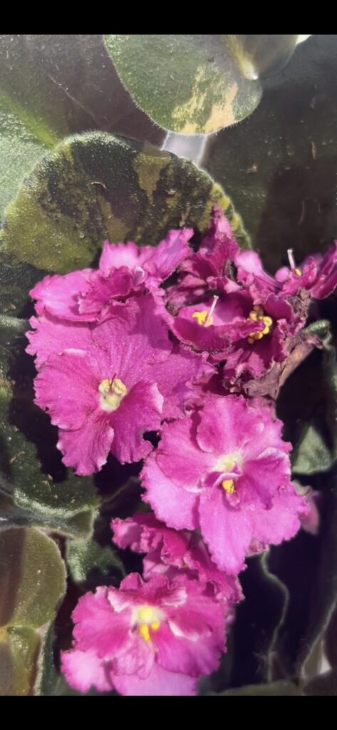 id help please? first african violet 🫶