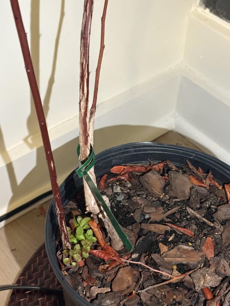 how to save blueberry (tifblue) how to save blueberry (tifblue)