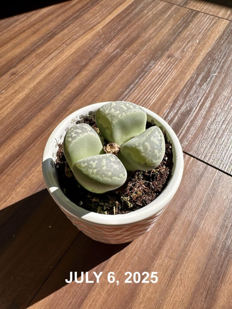 Help with my Lithops (Stone Faces) – Shrinking/Dying? Help with my Lithops (Stone Faces) – Shrinking/Dying?
