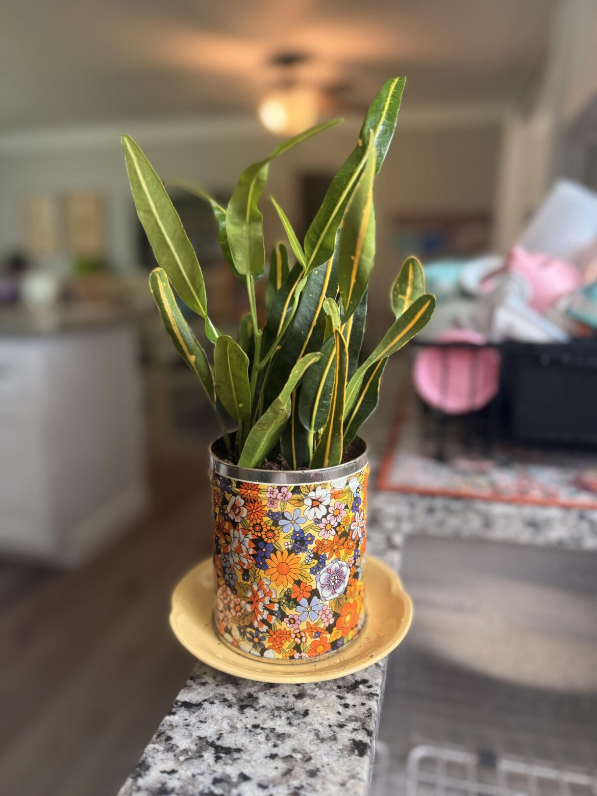 I just wanted to show my cute little plant