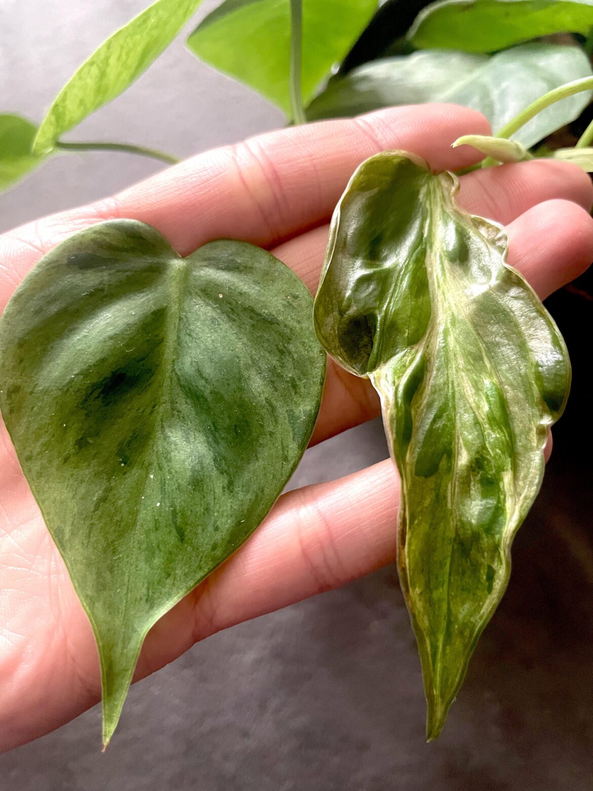 Variegated Heartleaf keeps pushing out the weirdest leaves – any ideas? Variegated Heartleaf keeps pushing out the weirdest leaves - any ideas?