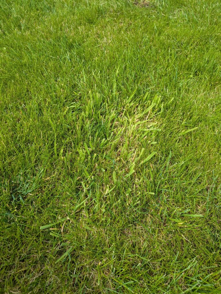 How do I get rid of these patches? Yorkshire, England