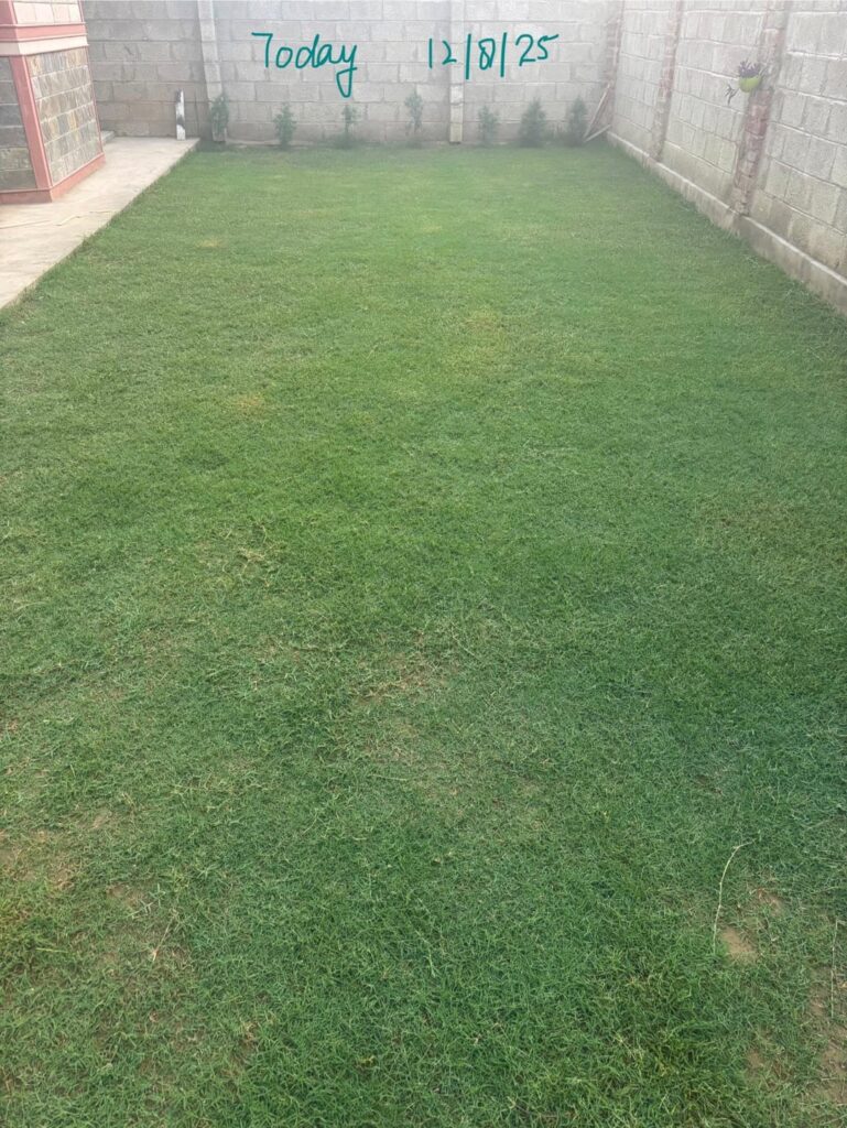 Growing bermuda from small patches