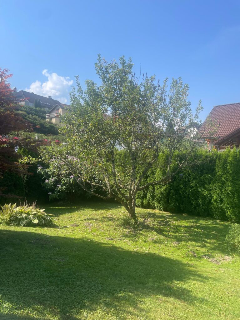 Sick apple tree