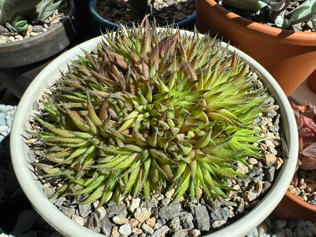 My mound of H. chloracantha var. denticulifera. All one plant as far as I know!