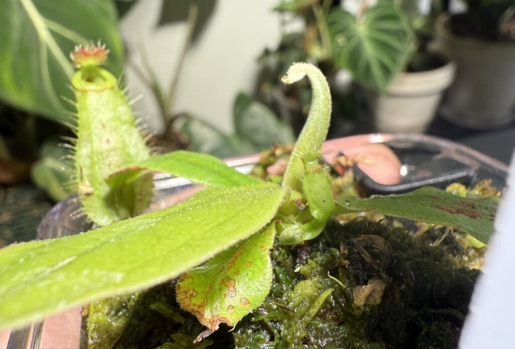 When your tiny plant makes another tiny plant!