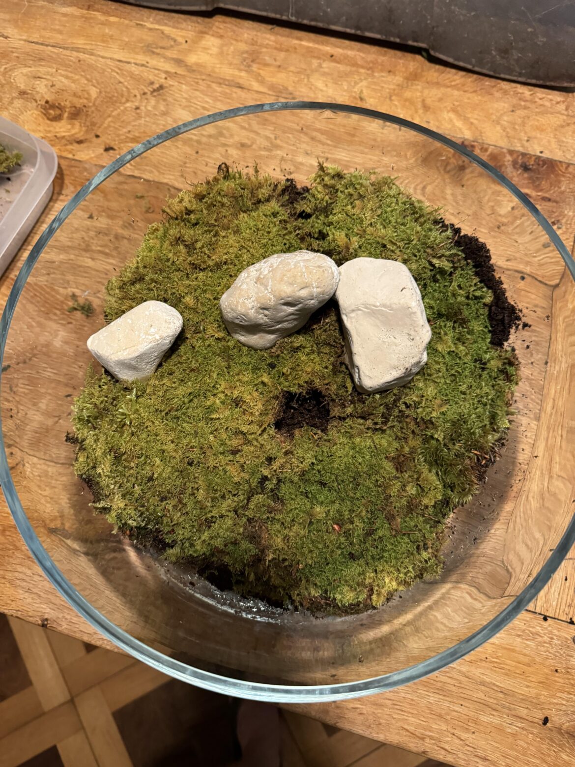 Moss identification