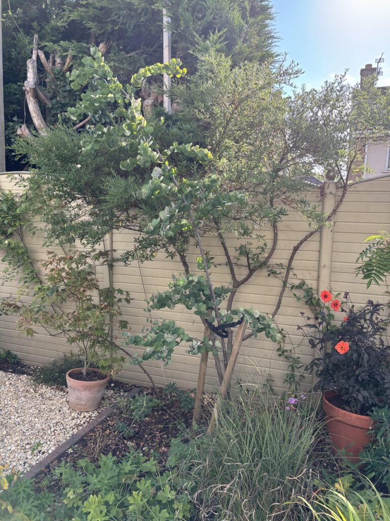 Can this Katsura tree be saved? What to do with this crabapple (Evereste)?