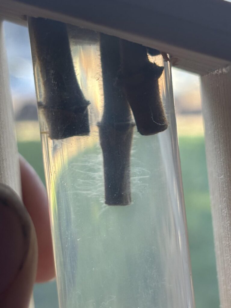 Working on propagating star jasmine. Not a lot of success with pots so trying water. Is this gunk roots or bacteria? If the latter, any tips on reducing without hurting the rooting hormone levels? Most present near scored bits. Thanks!