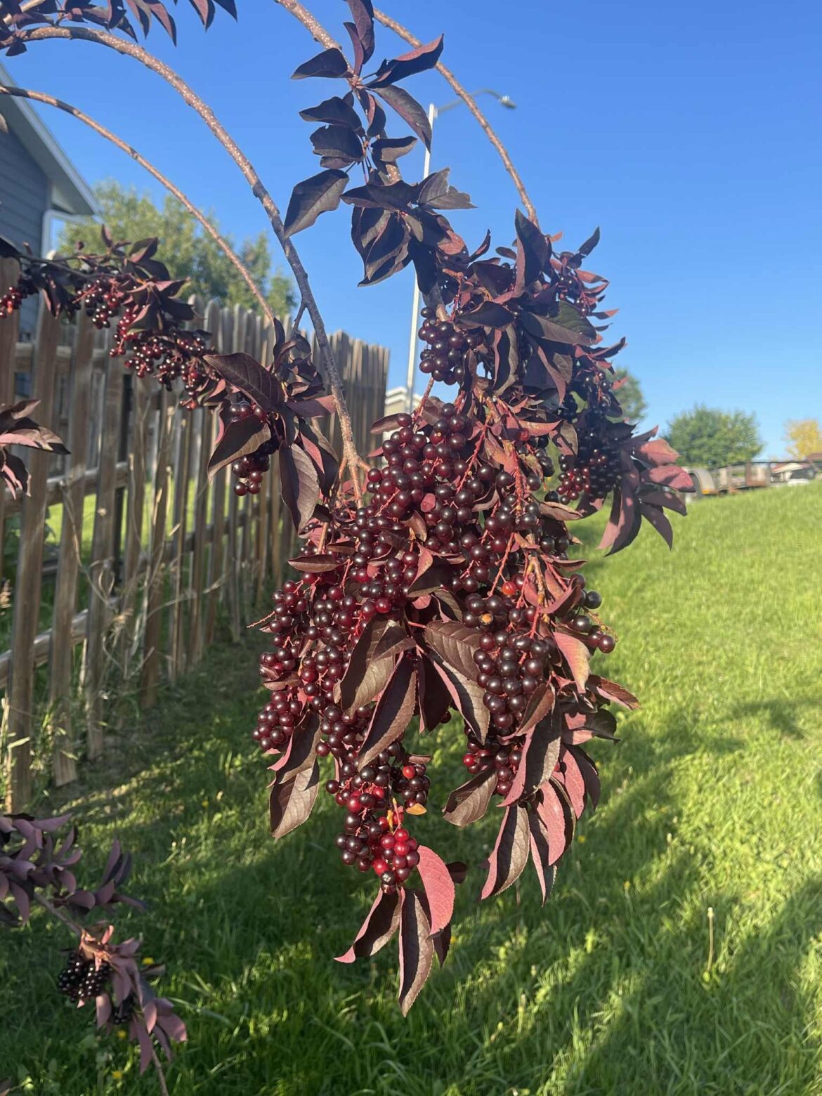 Plant ID says elderberry, but we still aren’t sure. Plant ID says elderberry, but we still aren’t sure.