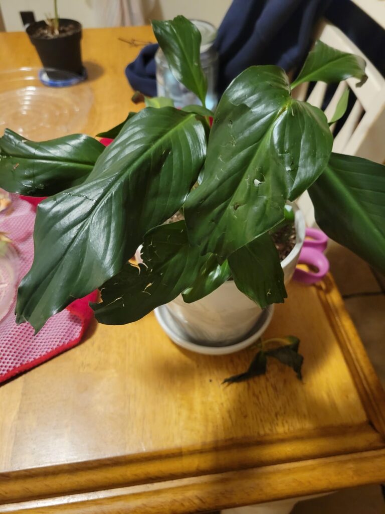 Cat mangled peace lilly