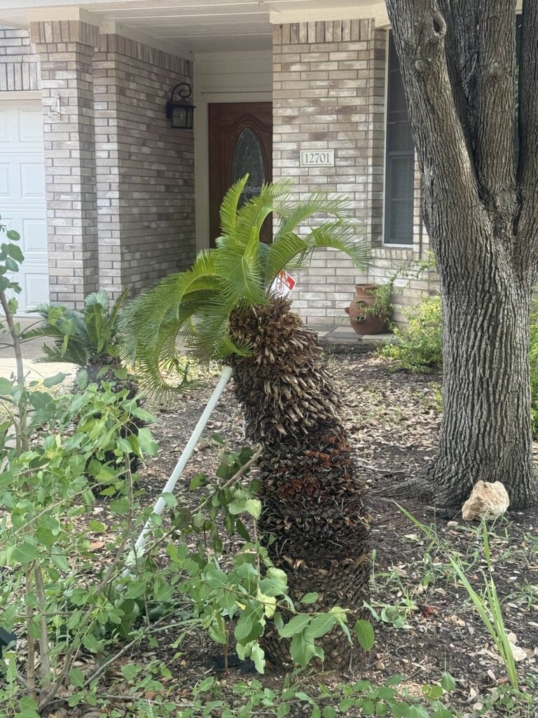 Help me save my grandfathers leaning cycas!