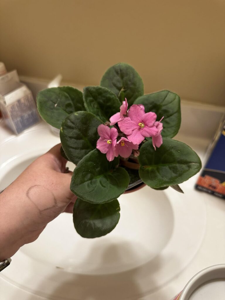IDs?
