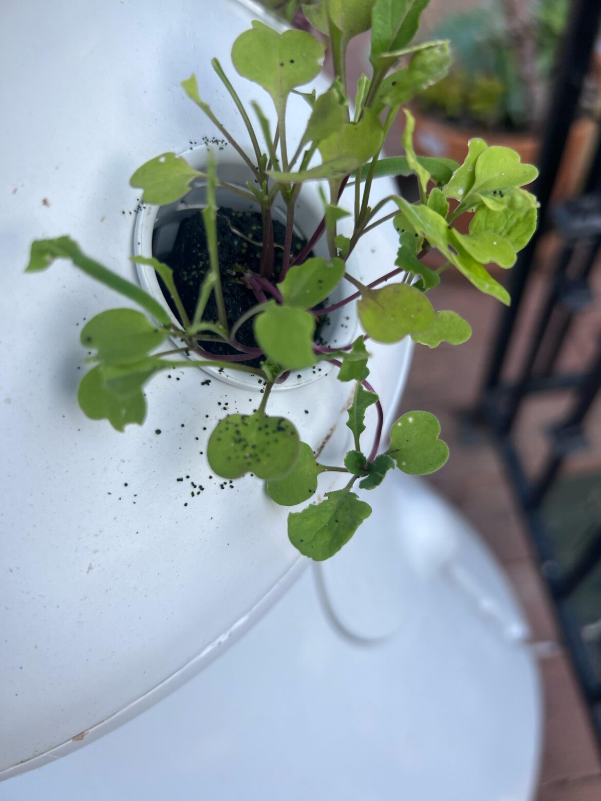Are these black dots a hydroponic thing or a bug thing?