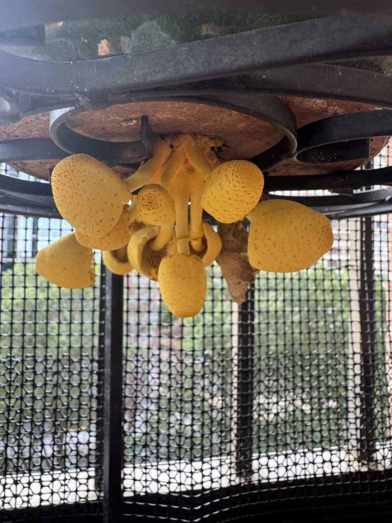 Cannot for the life of me revive my monstera…come home to find mushrooms at the bottom
