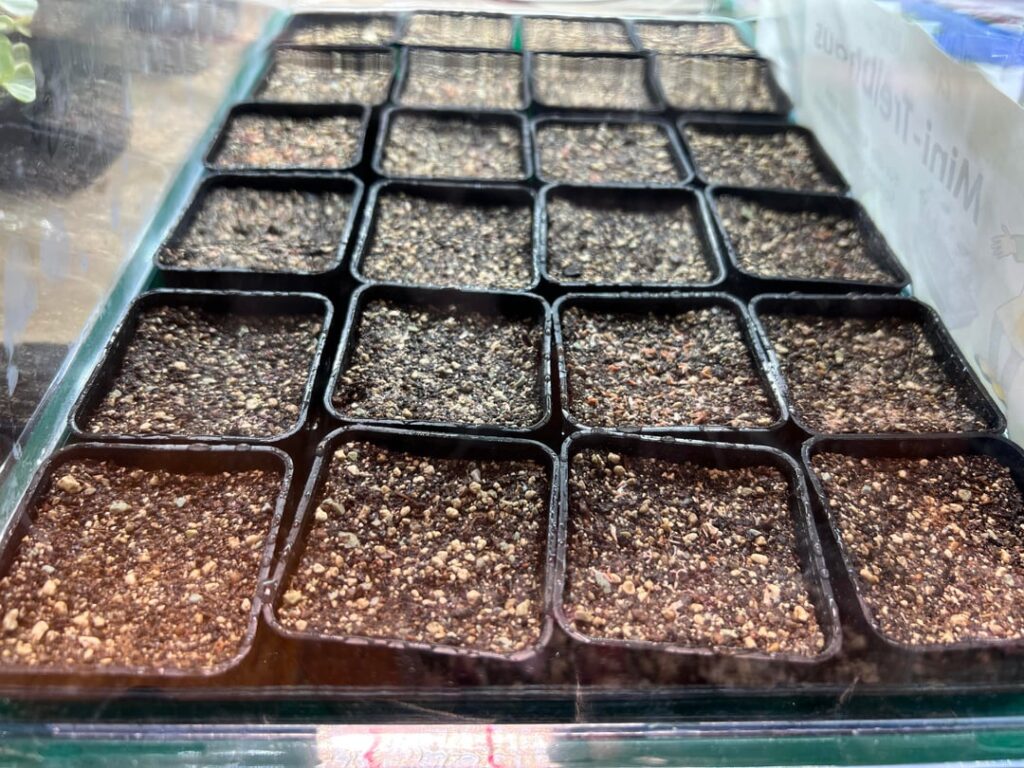 I have sown some seeds today! Hopefully they will germinate correctly this time I have sown some seeds today! Hopefully they will germinate correctly this time