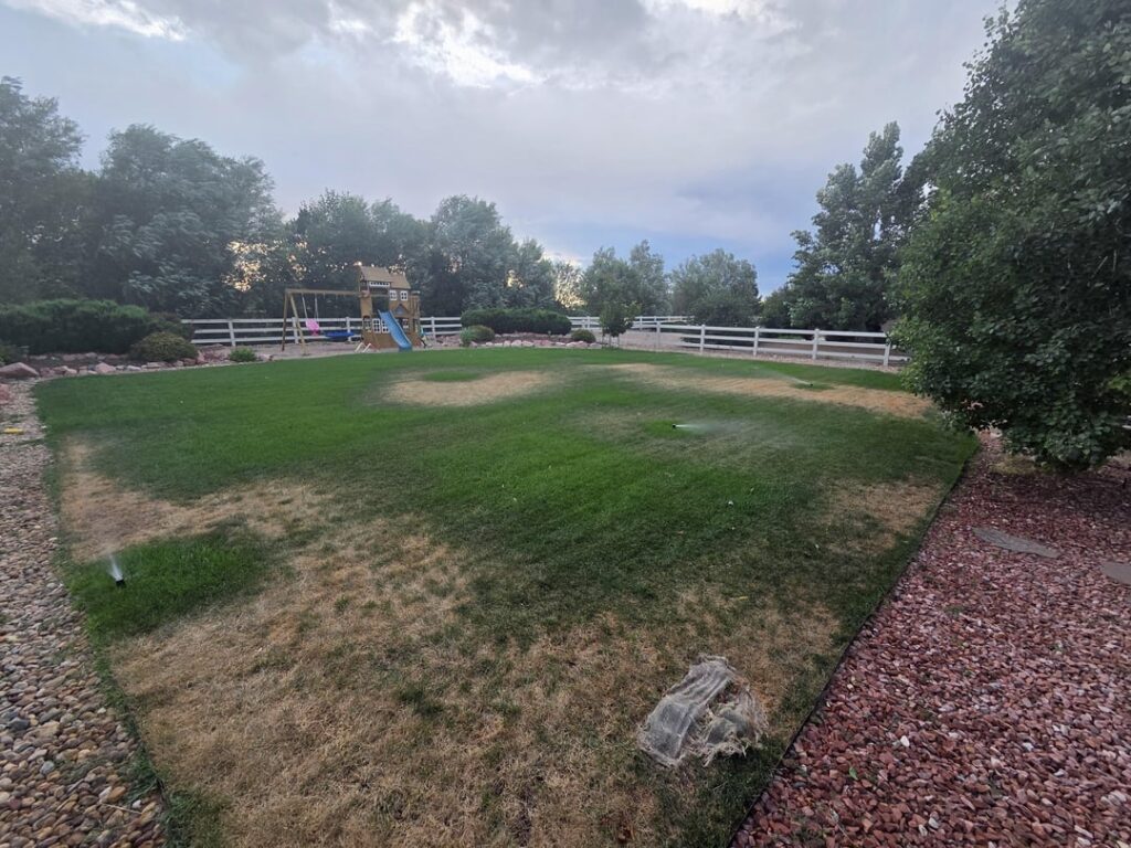 Update on my lawn Update on my lawn
