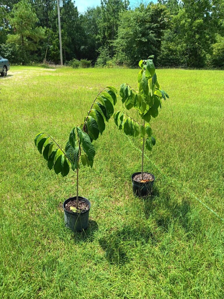 My husband brought home these plants for free. No tag on them. What are they?