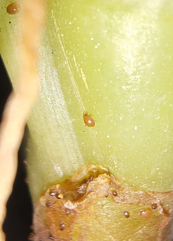 What are these little guys and will they hurt my gold dust day gecko?