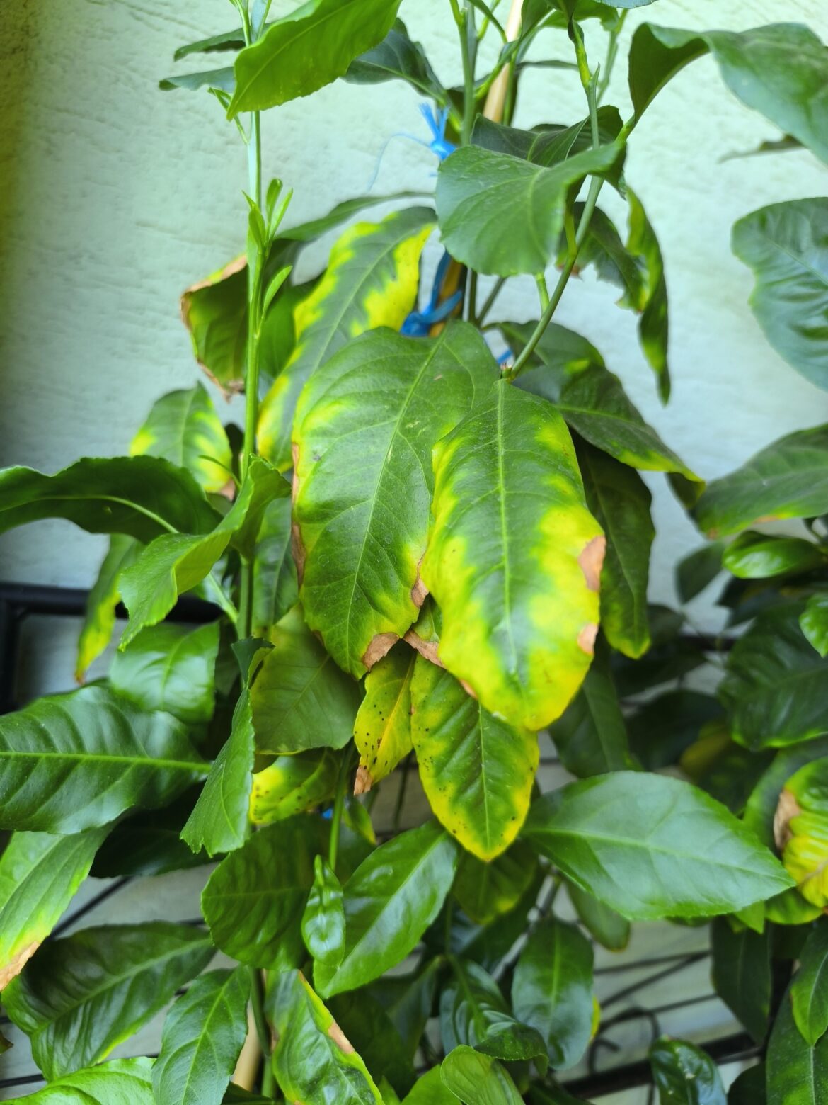 What is wrong (yellow colour)