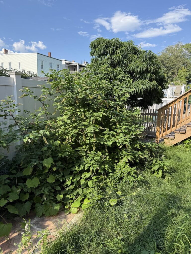 What to do with city backyard What to do with city backyard