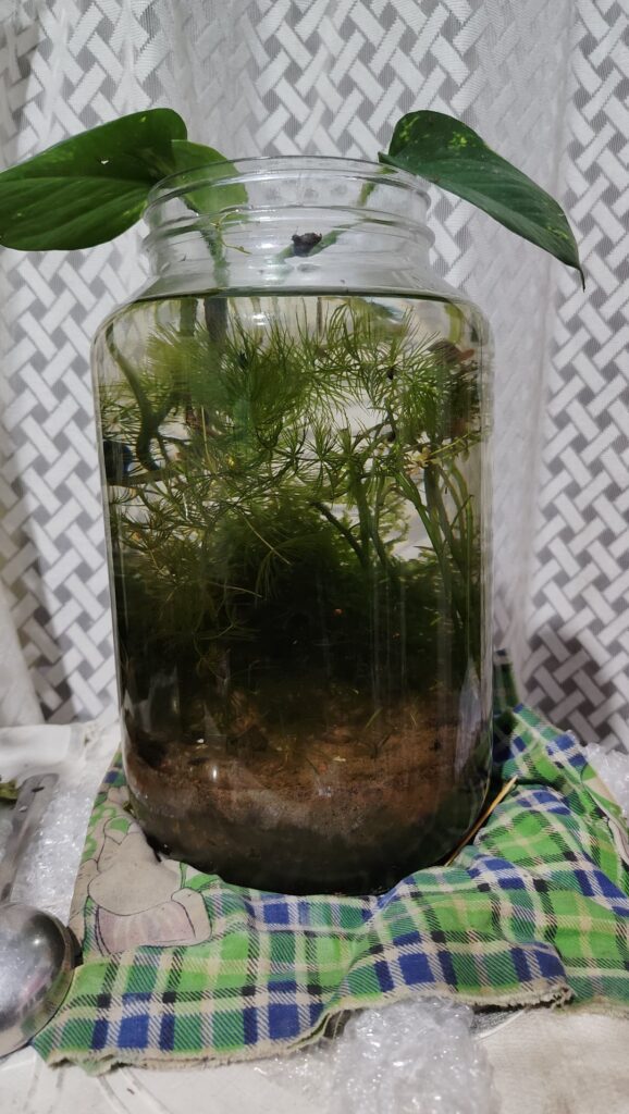 My largest jar(6L)