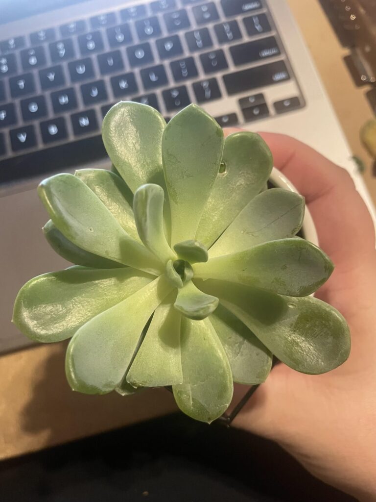 New to succulents but I’m 99.9% sure that I have two echeveria here? I’m still reading everything I can but I’m so excited about my new boys that I had to share. New to succulents but I'm 99.9% sure that I have two echeveria here? I'm still reading everything I can but I'm so excited about my new boys that I had to share.