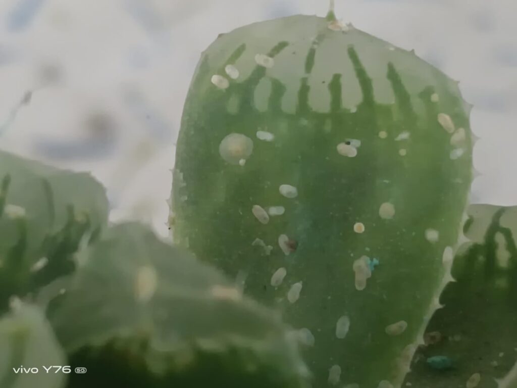 What's this, and how I remove it?