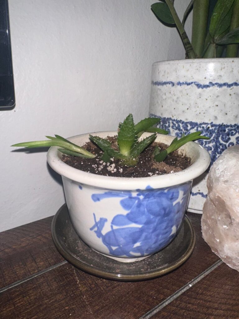 I repotted my plant and it immediately died??!