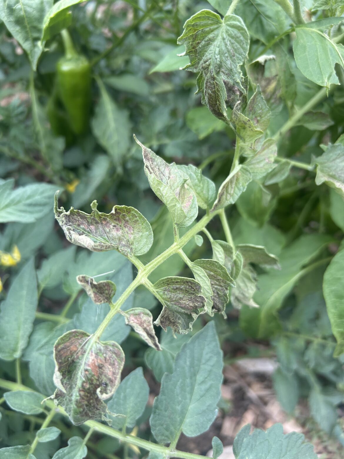 What‘s happening to these tomato plants?