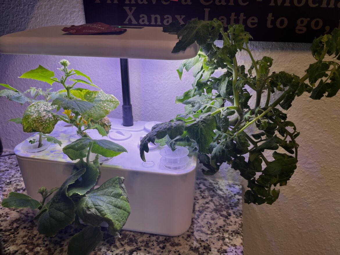 Help!  Cukes and tomatoes
