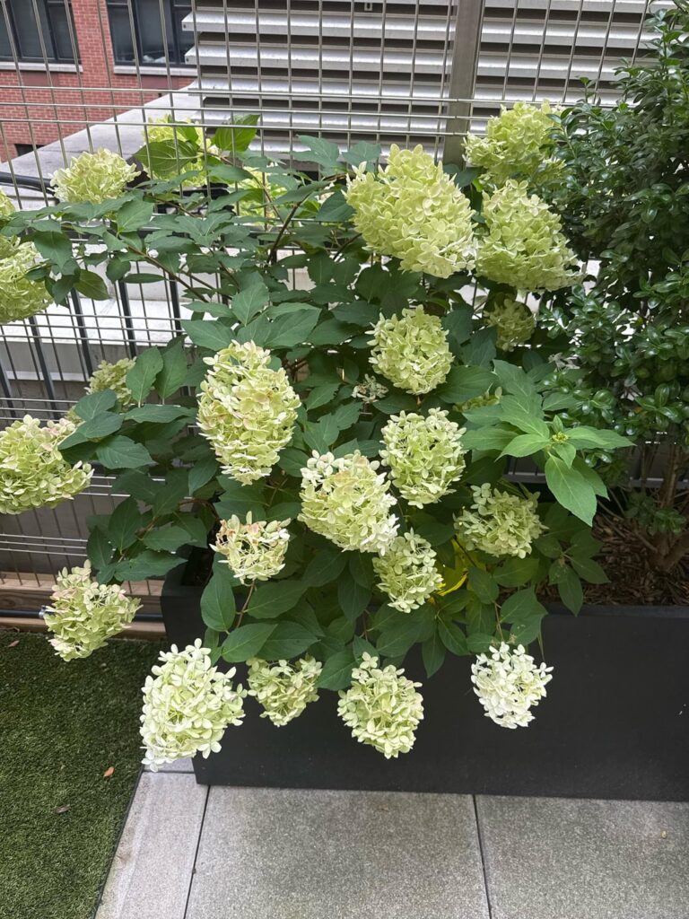 Hydrangeas help