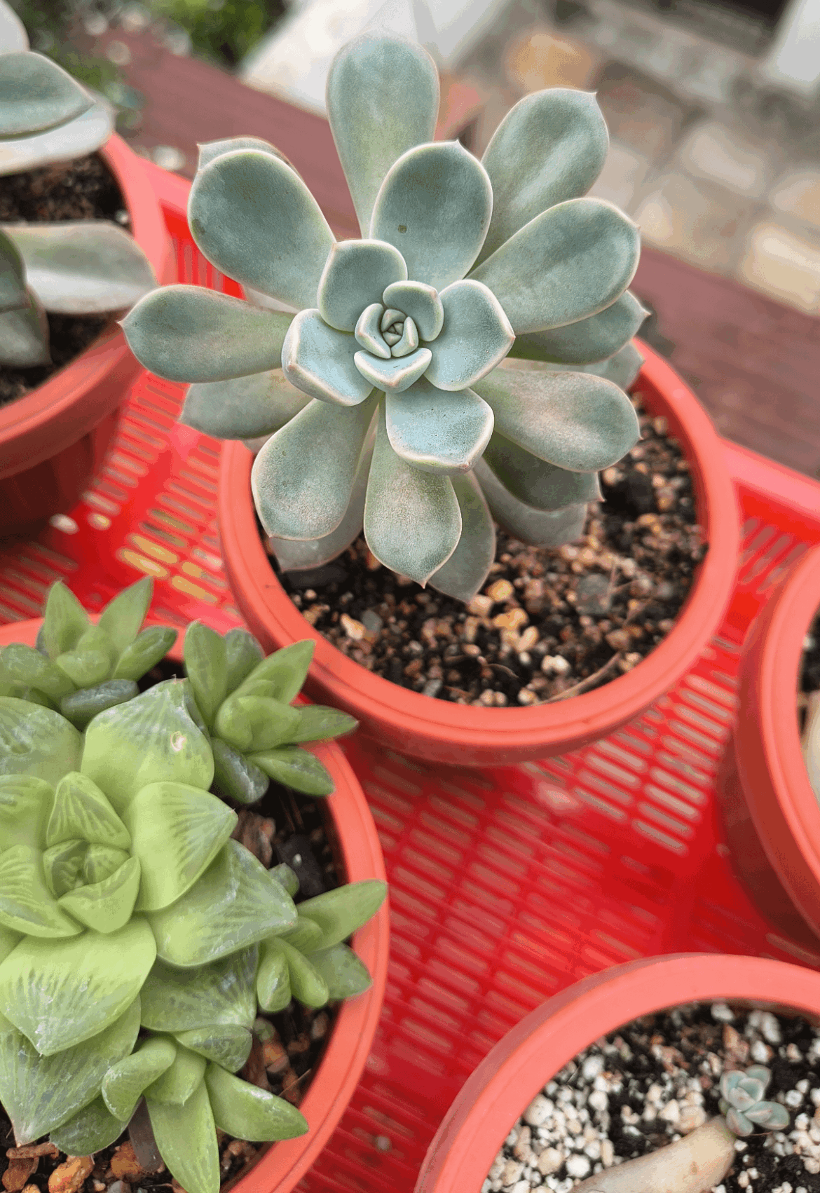Echeveria says hi to all the members. 😍😁