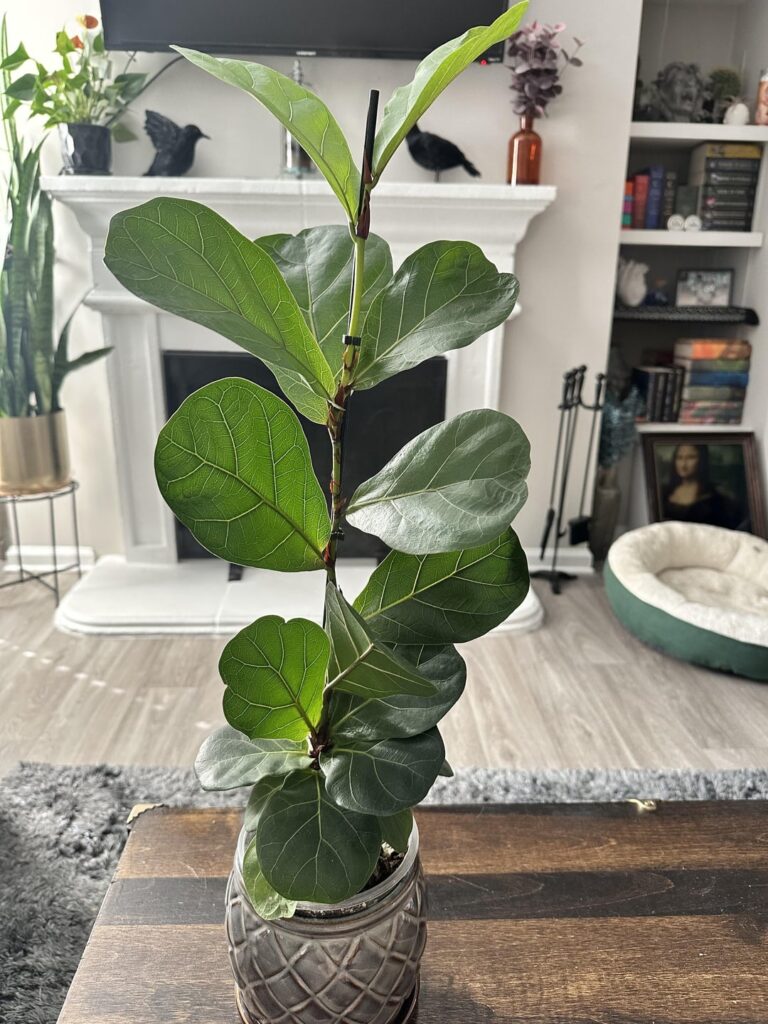 My fiddle leaf fig has grown so much in under a year.