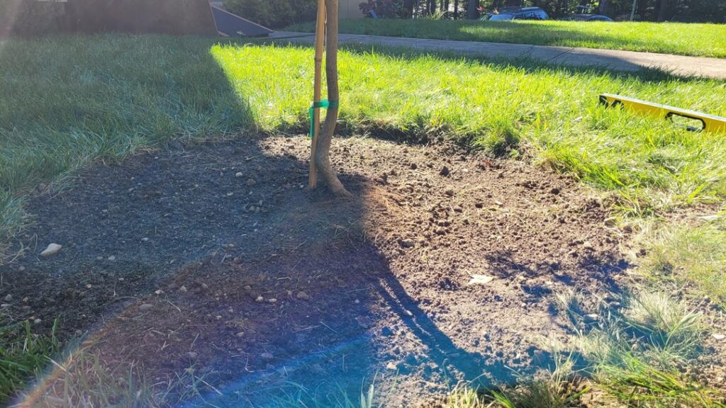 Japanese Maple Planting, how'd I do?