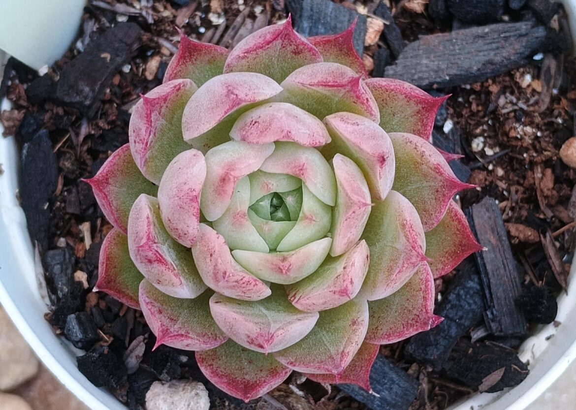 Echeveria 'Shakira'