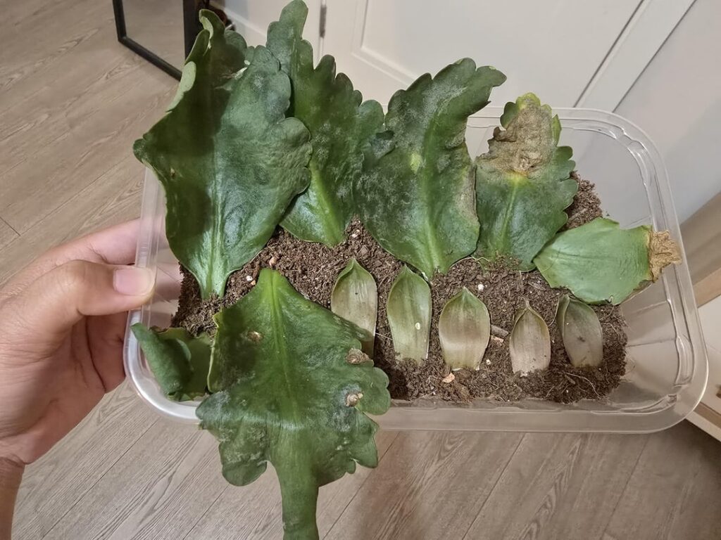 What did I do wrong?