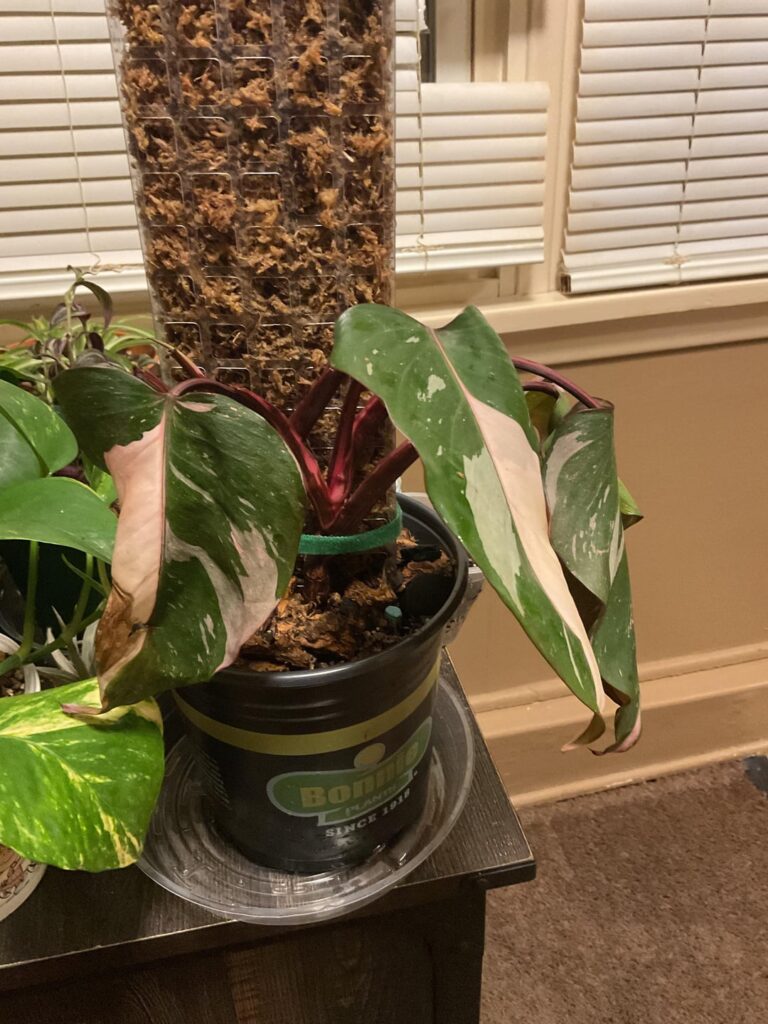 Help. It is dying Help. It is dying