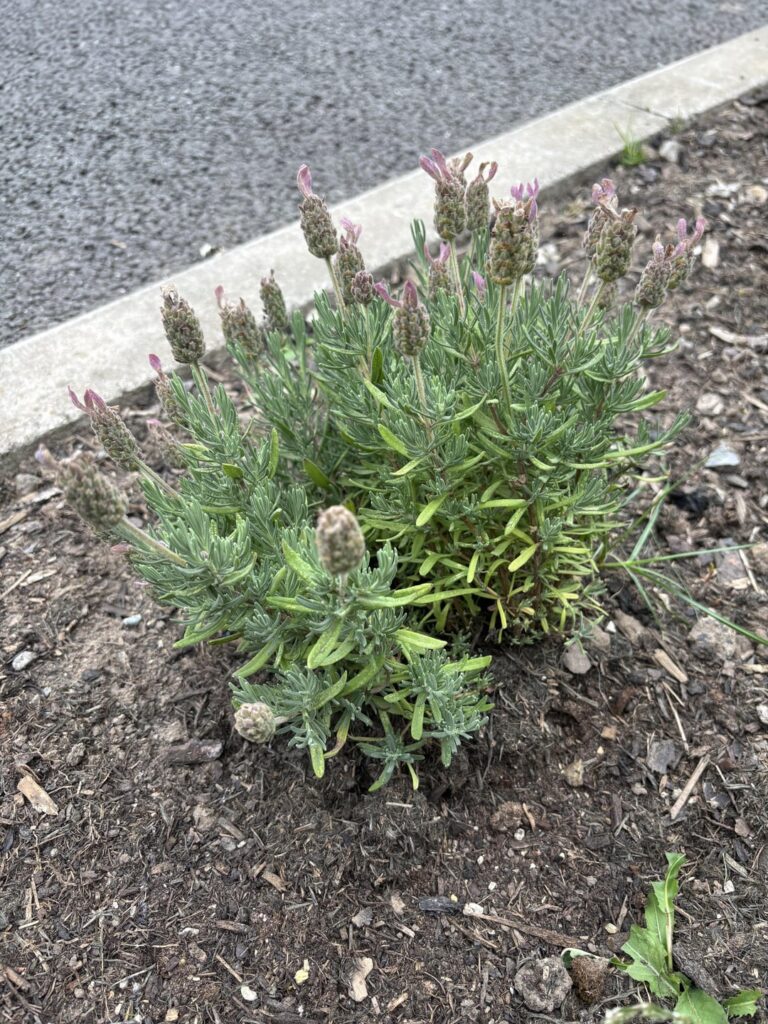 What’s happened to newly planted lavender? What’s happened to newly planted lavender?